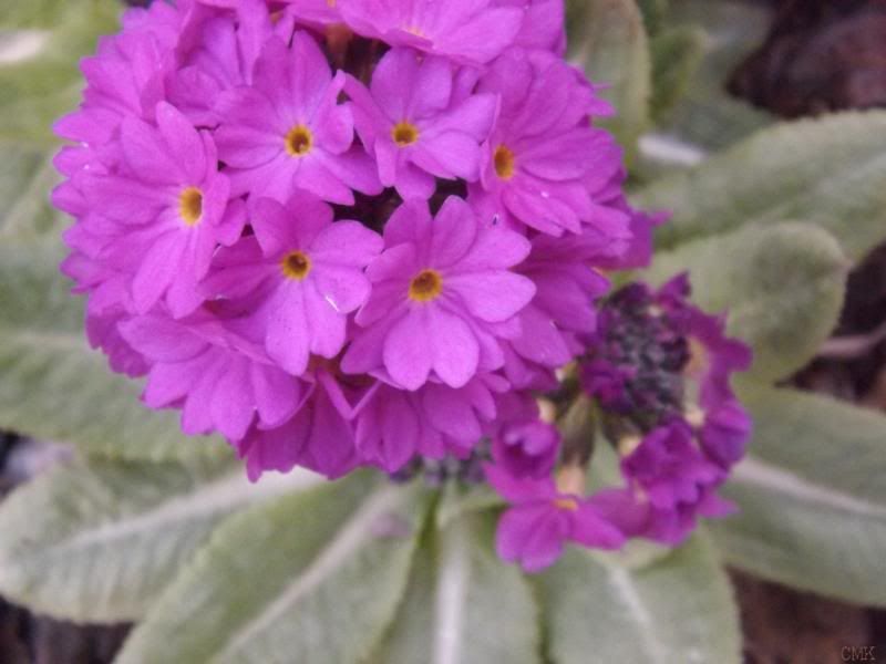 Drumstick primrose photo drumstickprim_zps269333ce.jpg